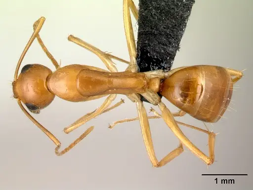 Camponotus boivini specimen CASENT0136148 image casent0136148_1