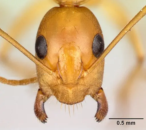 Camponotus boivini specimen CASENT0136148 image casent0136148_2