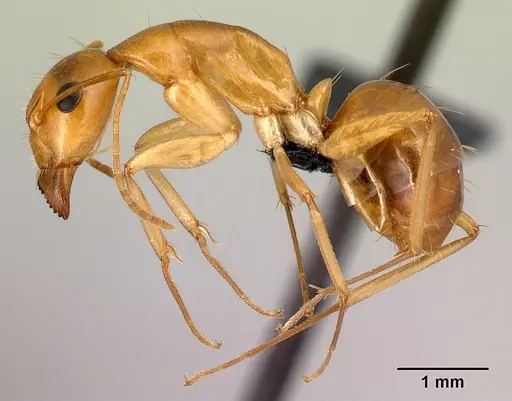 Camponotus boivini specimen CASENT0136148 image casent0136148_3