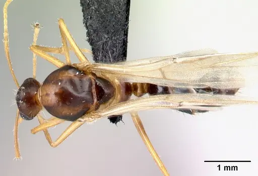 Camponotus boivini specimen CASENT0136151 image casent0136151_1