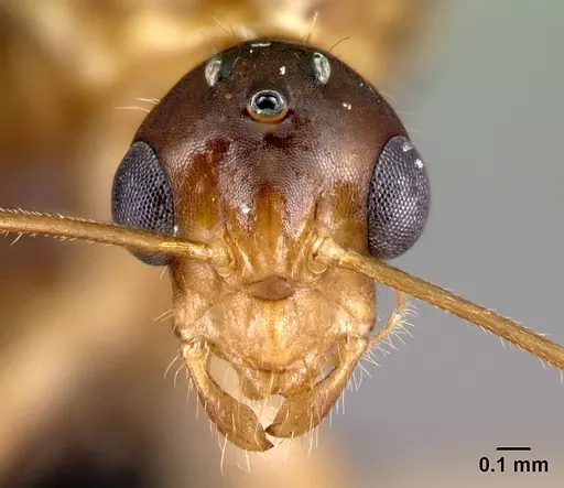 Camponotus boivini specimen CASENT0136151 image casent0136151_2