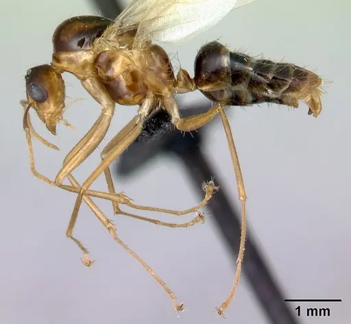 Camponotus boivini specimen CASENT0136151 image casent0136151_3