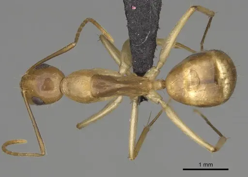 Camponotus boivini specimen CASENT0168345 image casent0168345_1