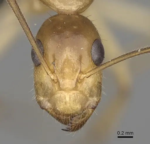 Camponotus boivini specimen CASENT0168345 image casent0168345_2