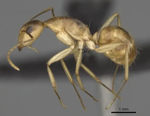 Camponotus boivini specimen CASENT0168345 image casent0168345_3