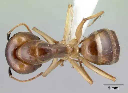 Camponotus boivini specimen CASENT0191734 image casent0191734_1