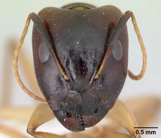 Camponotus boivini specimen CASENT0191734 image casent0191734_2