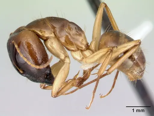Camponotus boivini specimen CASENT0191734 image casent0191734_3