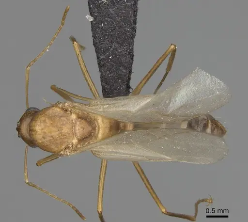 Camponotus boivini specimen CASENT0209234 image casent0209234_1
