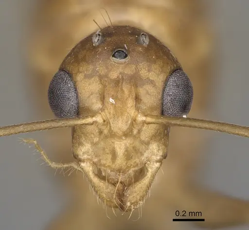 Camponotus boivini specimen CASENT0209234 image casent0209234_2