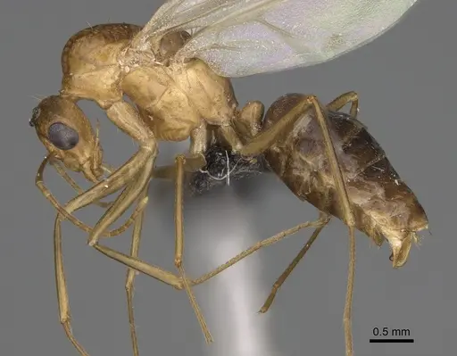 Camponotus boivini specimen CASENT0209234 image casent0209234_3