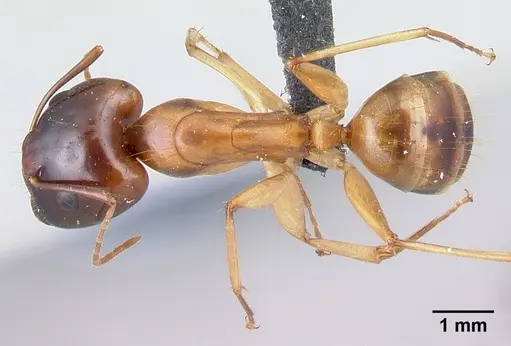 Camponotus boivini specimen CASENT0217286 image casent0217286_1