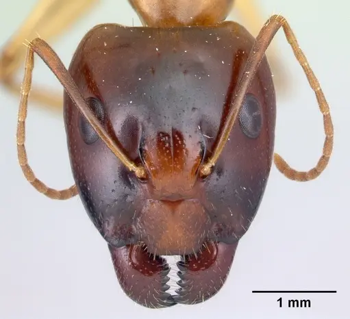 Camponotus boivini specimen CASENT0217286 image casent0217286_2
