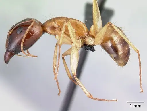 Camponotus boivini specimen CASENT0217286 image casent0217286_3