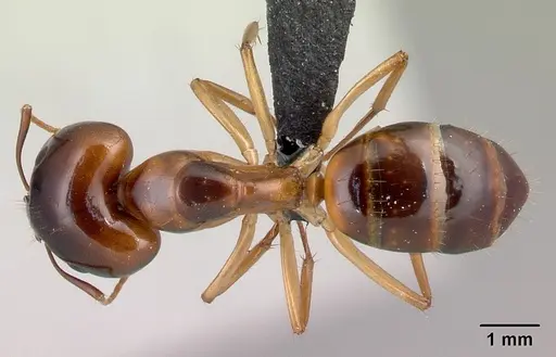 Camponotus boivini specimen CASENT0217305 image casent0217305_1