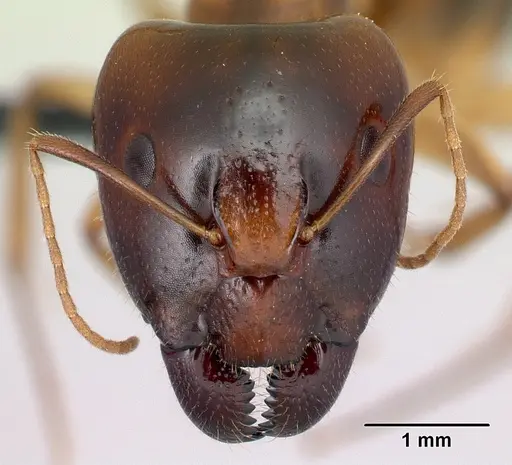 Camponotus boivini specimen CASENT0217305 image casent0217305_2