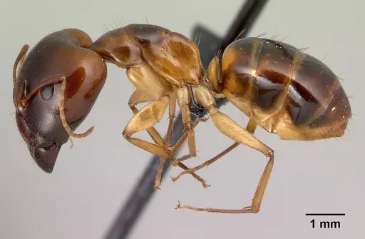 Camponotus boivini specimen CASENT0217305 image casent0217305_3