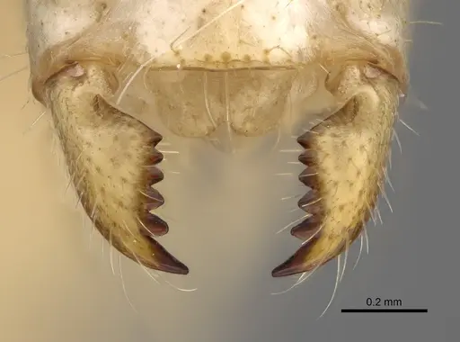Camponotus boivini specimen CASENT0477264 image casent0477264_1