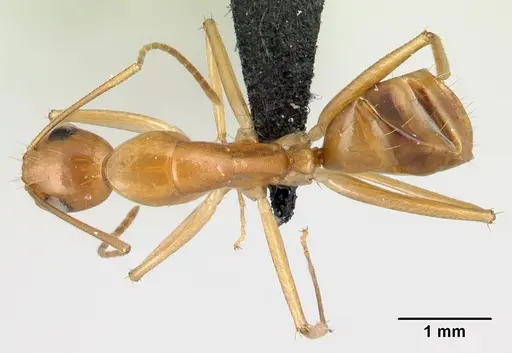 Camponotus boivini specimen CASENT0486575 image casent0486575_1