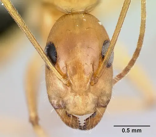 Camponotus boivini specimen CASENT0486575 image casent0486575_2