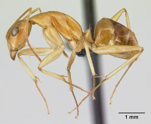 Camponotus boivini specimen CASENT0486575 image casent0486575_3