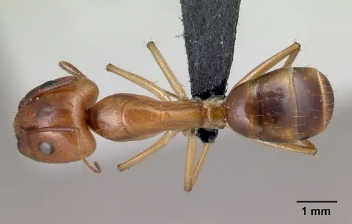 Camponotus boivini specimen CASENT0486576 image casent0486576_1