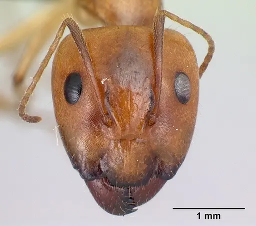 Camponotus boivini specimen CASENT0486576 image casent0486576_2