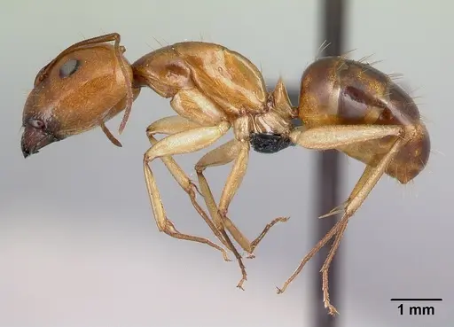 Camponotus boivini specimen CASENT0486576 image casent0486576_3
