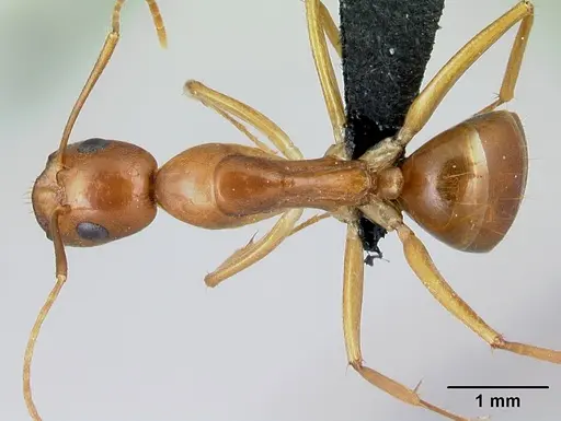 Camponotus boivini specimen CASENT0498493 image casent0498493_1
