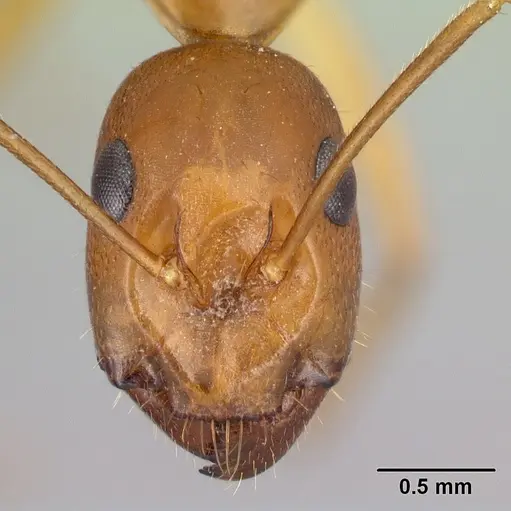 Camponotus boivini specimen CASENT0498493 image casent0498493_2