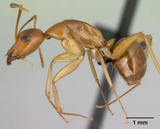 Camponotus boivini specimen CASENT0498493 image casent0498493_3