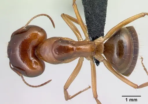Camponotus boivini specimen CASENT0498497 image casent0498497_1