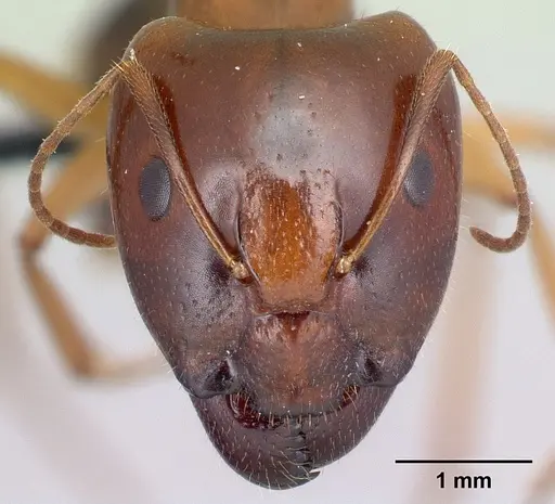 Camponotus boivini specimen CASENT0498497 image casent0498497_2