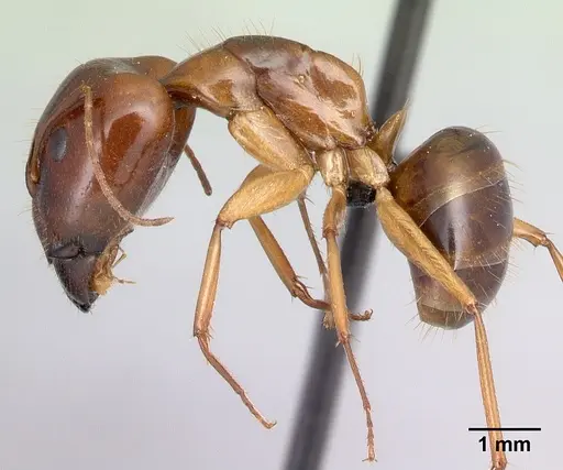 Camponotus boivini specimen CASENT0498497 image casent0498497_3