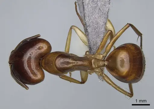 Camponotus boivini specimen CASENT0840618 image casent0840618_1