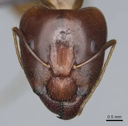 Camponotus boivini specimen CASENT0840618 image casent0840618_2