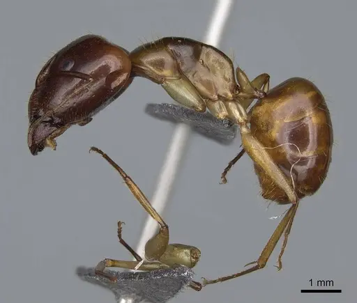 Camponotus boivini specimen CASENT0840618 image casent0840618_3