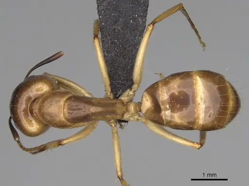 Camponotus boivini specimen CASENT0923197 image casent0923197_1