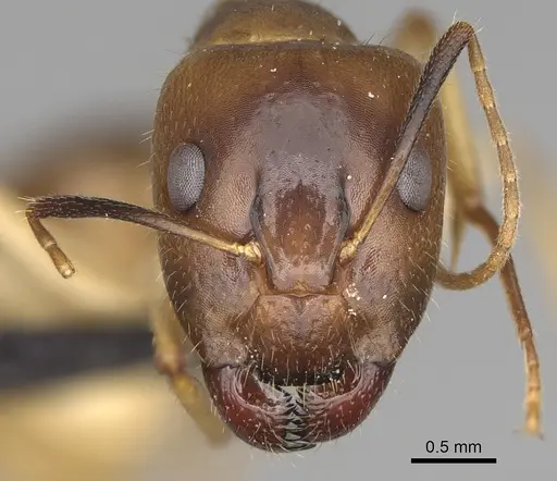 Camponotus boivini specimen CASENT0923197 image casent0923197_2