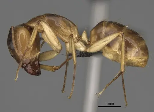 Camponotus boivini specimen CASENT0923197 image casent0923197_3