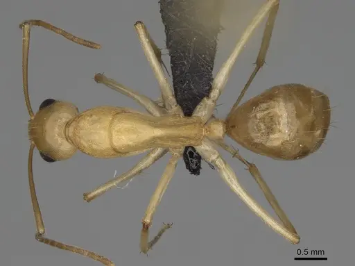 Camponotus boivini specimen CASENT0923216 image casent0923216_1