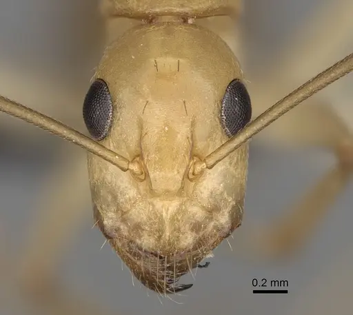 Camponotus boivini specimen CASENT0923216 image casent0923216_2