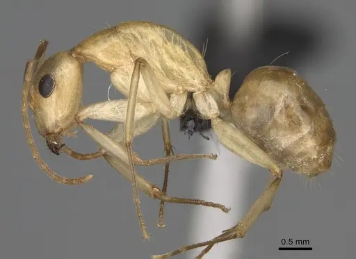 Camponotus boivini specimen CASENT0923216 image casent0923216_3