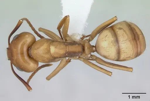 Camponotus bonariensis specimen CASENT0173395 image casent0173395_1