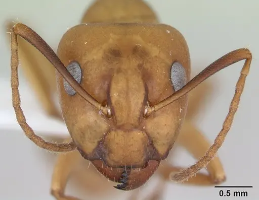 Camponotus bonariensis specimen CASENT0173395 image casent0173395_2