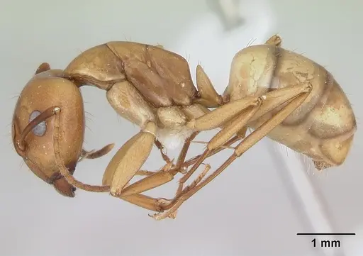 Camponotus bonariensis specimen CASENT0173395 image casent0173395_3