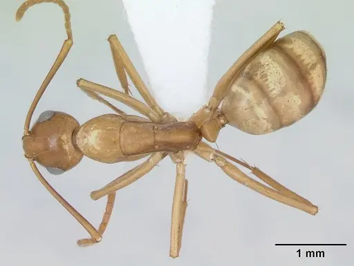 Camponotus bonariensis specimen CASENT0173396 image casent0173396_1