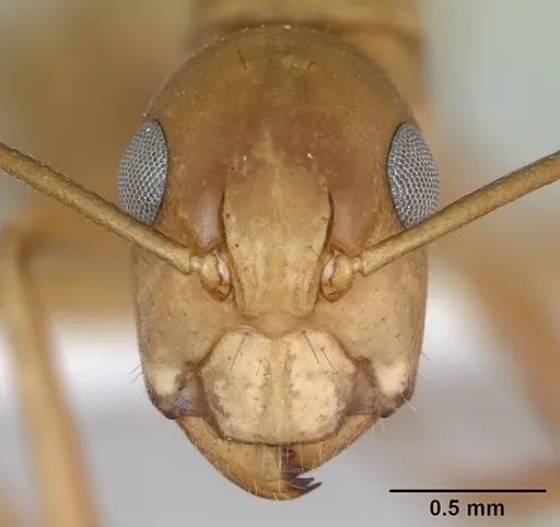 Camponotus bonariensis specimen CASENT0173396 image casent0173396_2