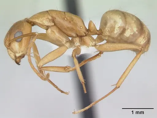 Camponotus bonariensis specimen CASENT0173396 image casent0173396_3