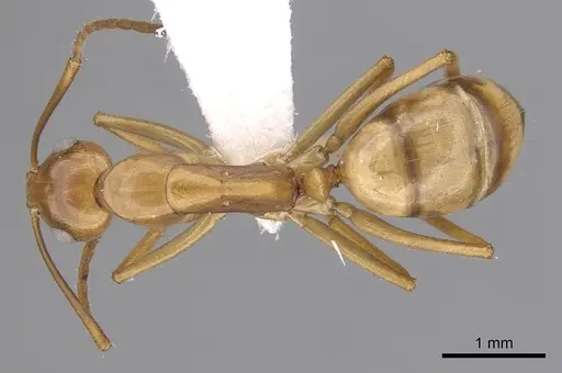 Camponotus bonariensis specimen CASENT0249345 image casent0249345_1